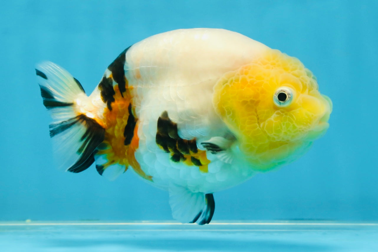 SPECIAL AAA Grade Chinese Cow Ranchu Female 5 inches #102425RC_06