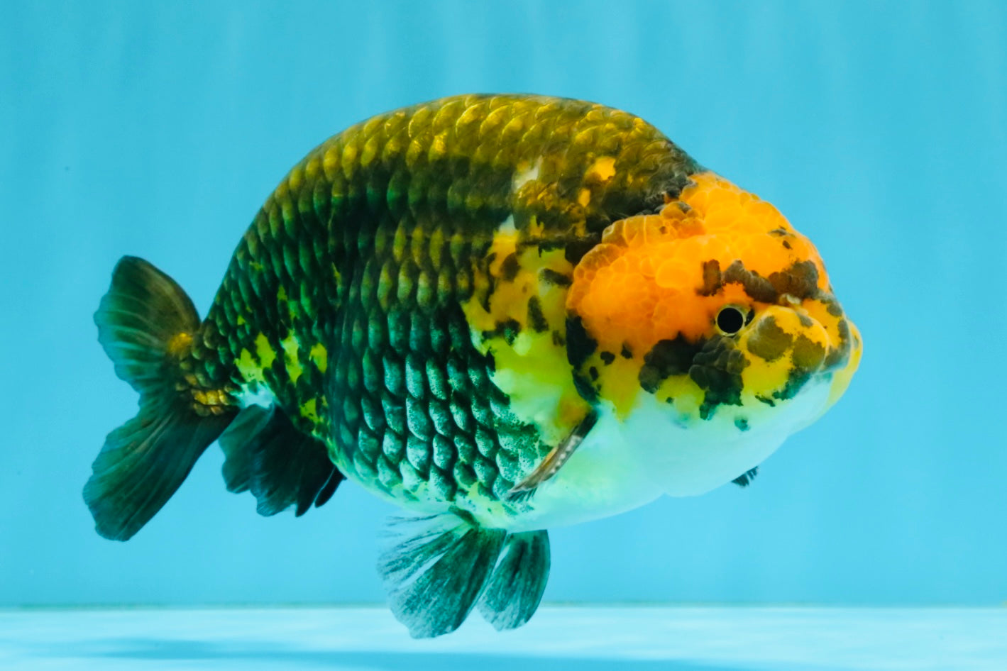 Chinese Apache Ranchu Male 6 inches #041026RC_22