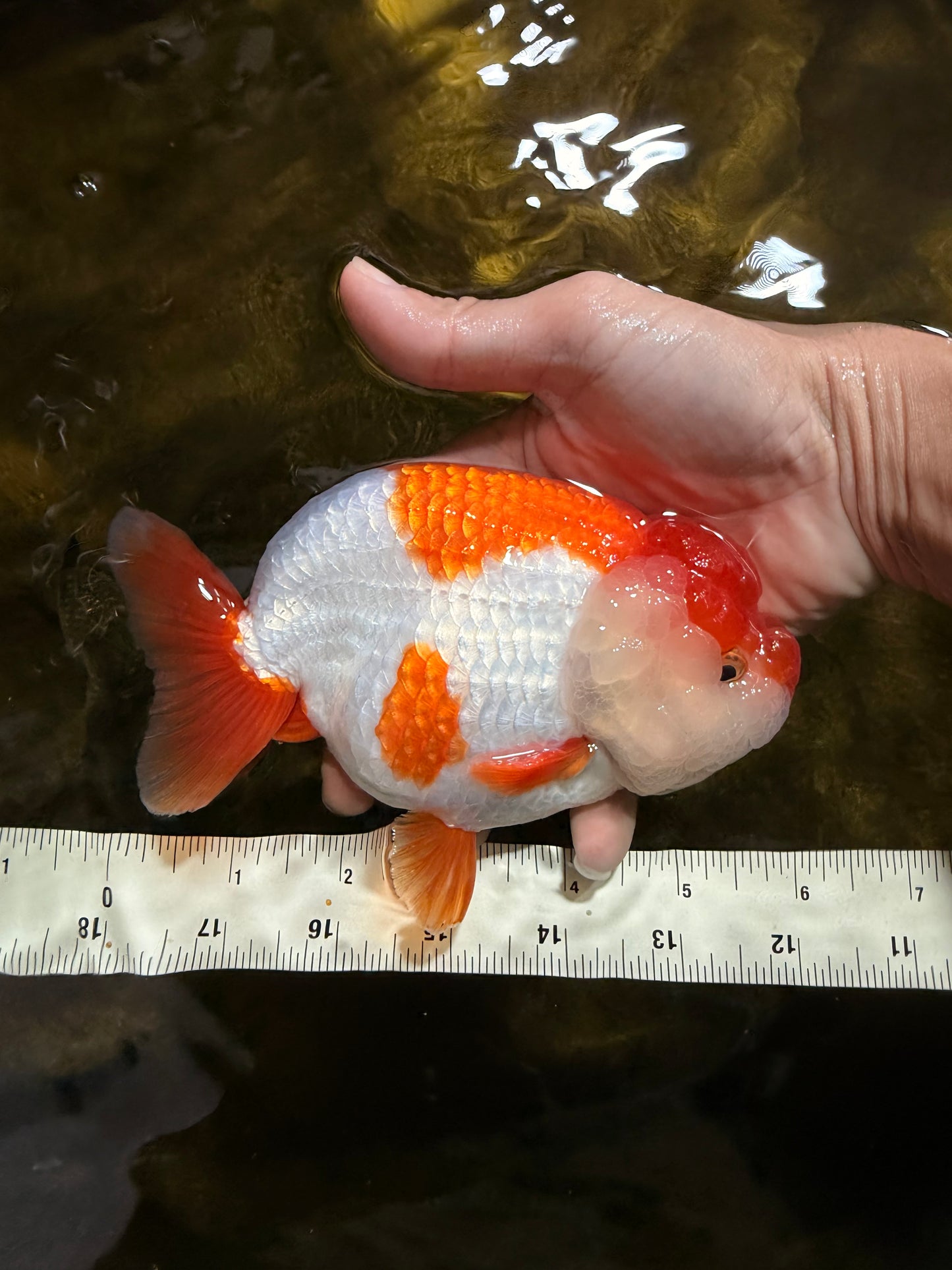 A Grade Red White LionKing 5.5-6 inches #103125LC_10