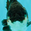 AAA Grade Panda Yuanbao Male 4.5-5 inches #082126YB_23