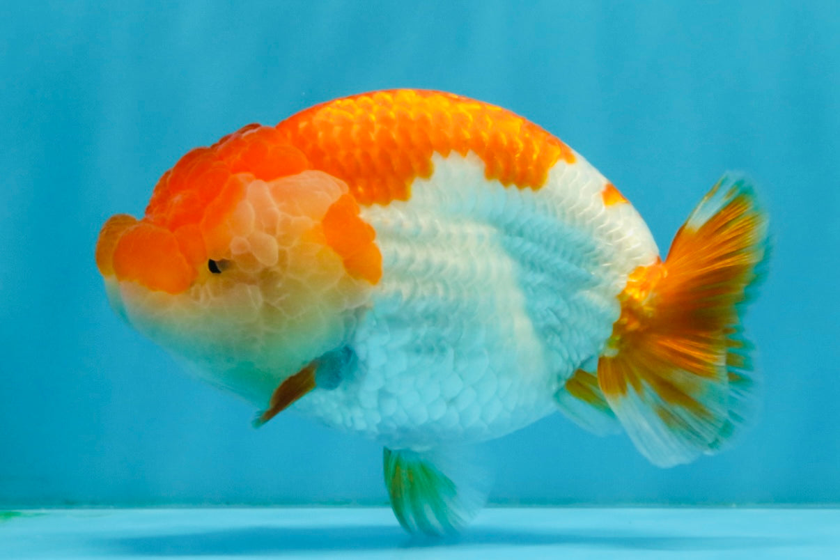 A Grade Red White LionQueen 4.5-5 inches #032726LC_19