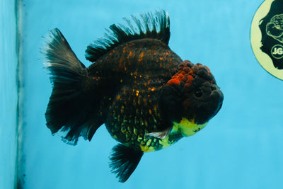 AAA Grade Tiger Yuanbao Female 5.5  inches #101025YB_28