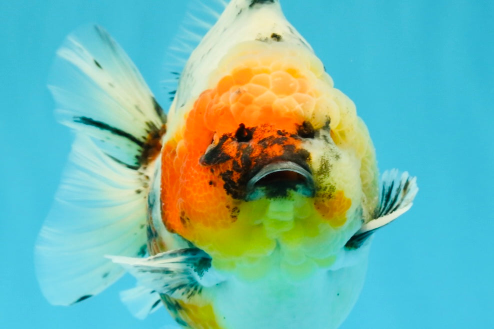 A Grade Godzilla Marble Yuanbao Male 6 inches #022726YB_03