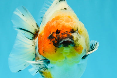 A Grade Godzilla Marble Yuanbao Male 6 inches #022726YB_03