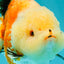 A Grade Tricolor Yuanbao Female 5-5.5 inches #061926YB_31