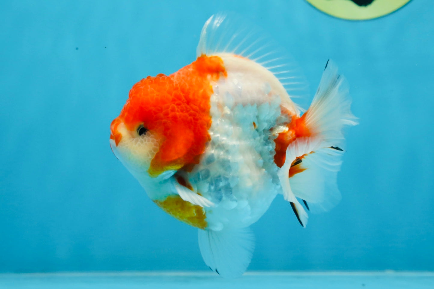 SUPER CUTE Sakura Yuanbao Male 4 inches #101725YB_27