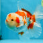 AAA Grade ADORABLE Red White Oranda Male 6 inches #090525OR_08