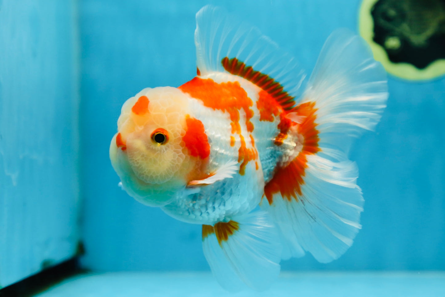 AAA Grade ADORABLE Red White Oranda Male 6 inches #090525OR_08