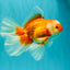 A Grade Red White Oranda Male 6.5 inches #082826OR_11