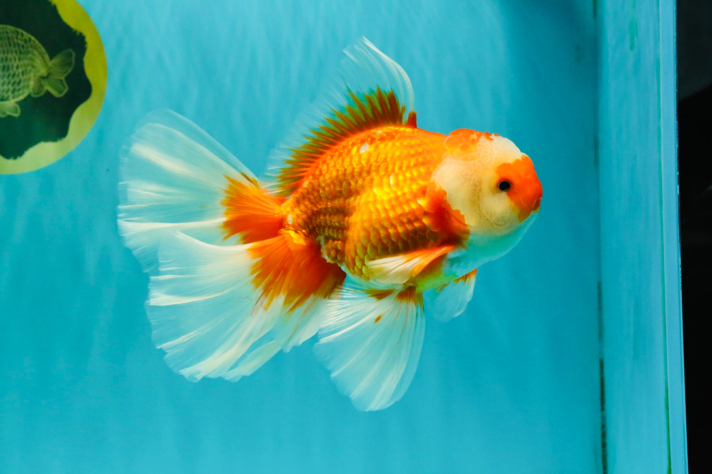 A Grade Red White Oranda Male 6.5 inches #082826OR_11