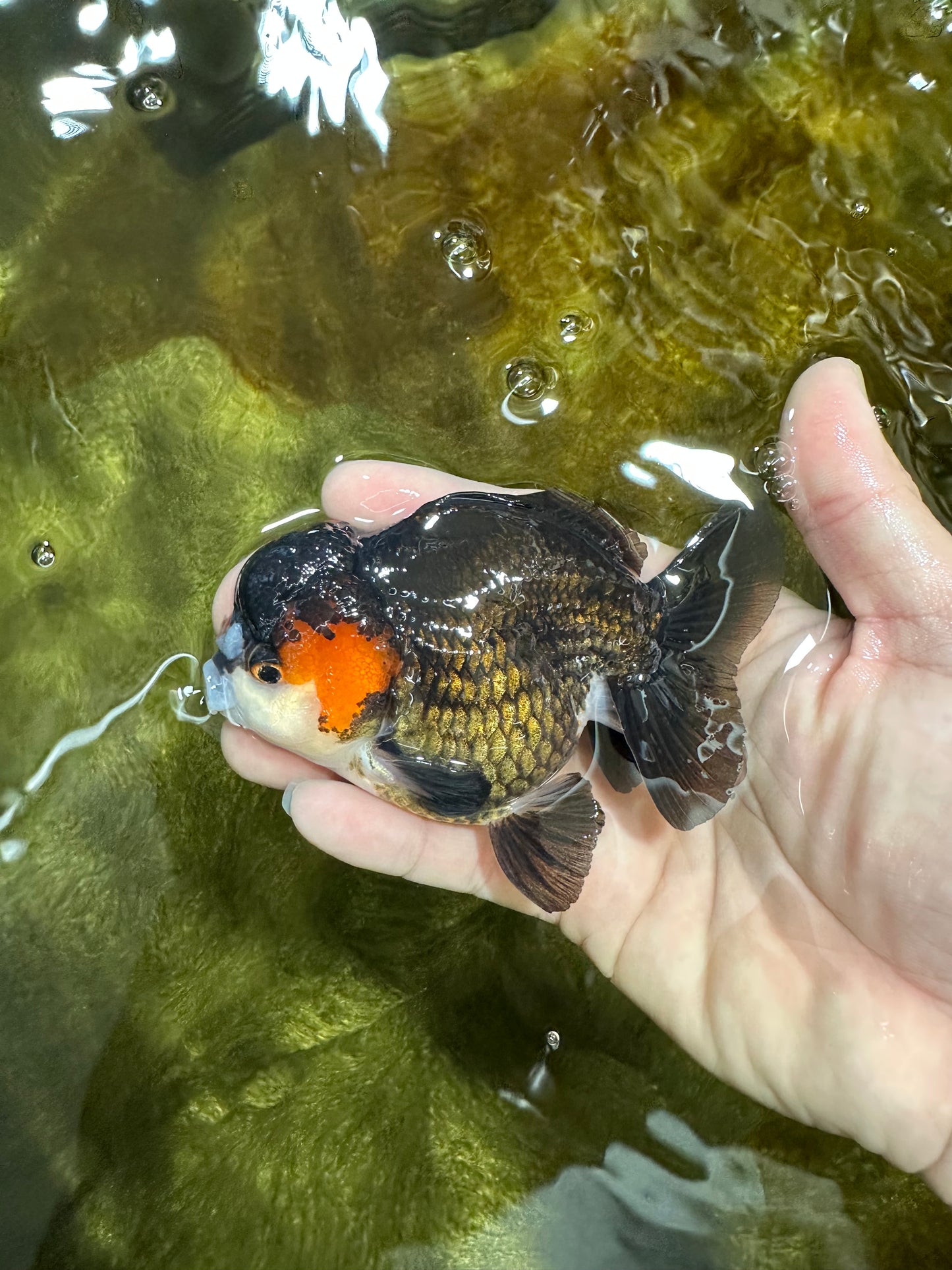 Pompom Tricolor Yuanbao Male 4 inches #060625YB_09