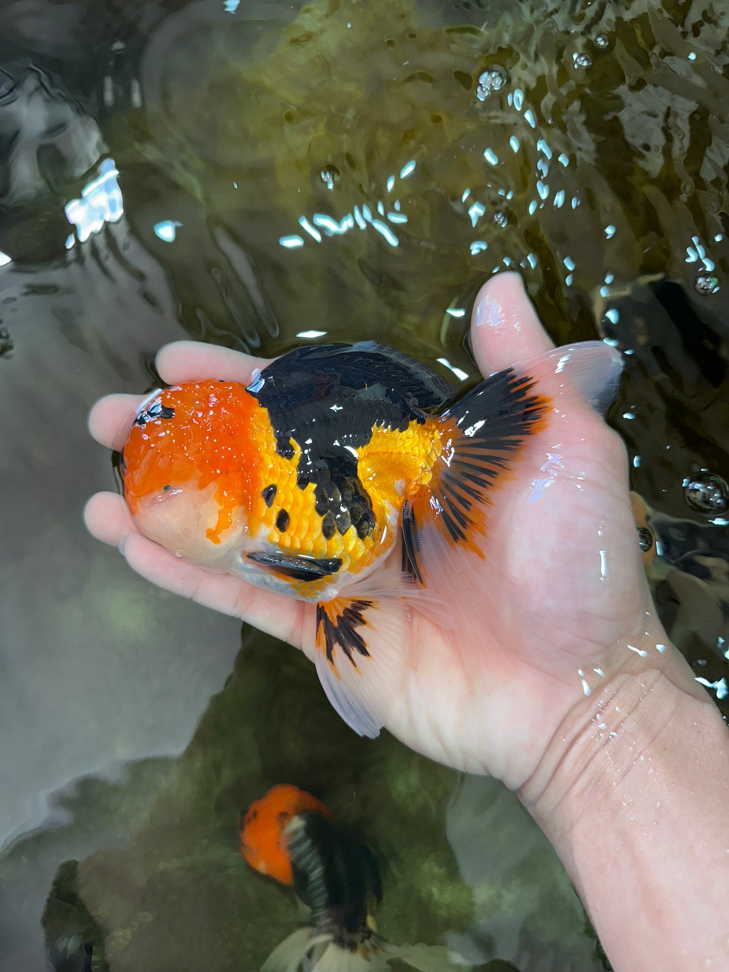 AAA Grade Tricolor Oranda Male 5-5.5 inches #051625OR_24