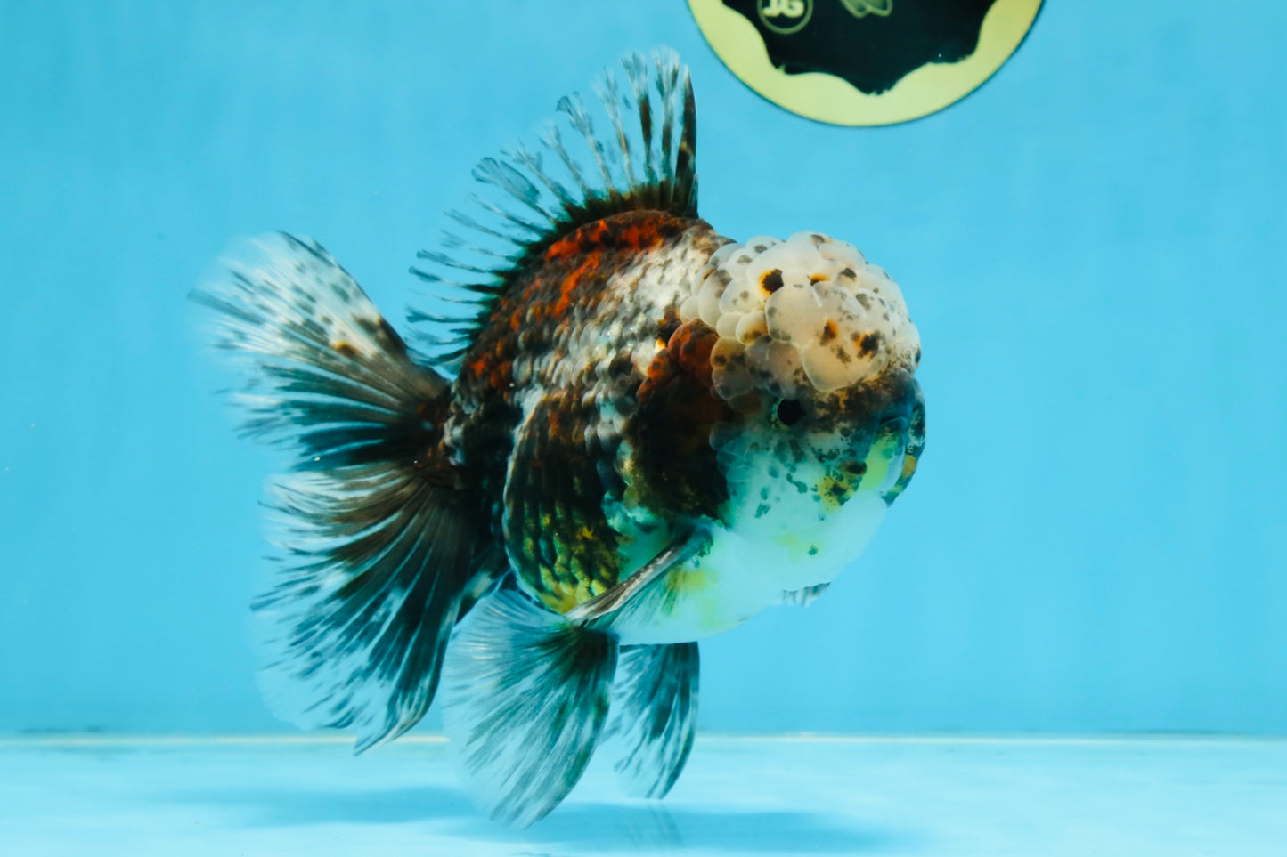 CHONKY AAA Grade Calico Kirin Oranda Male 5.5 inches #102425OR_18