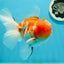 GODZILLA AAA Grade Butterfly Tail Red White Sakura Oranda Male 5.5 inches #1004OR_20