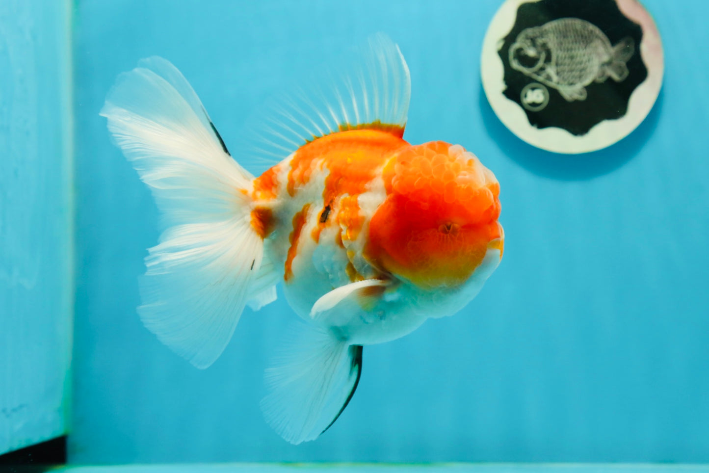 GODZILLA AAA Grade Butterfly Tail Red White Sakura Oranda Male 5.5 inches #1004OR_20