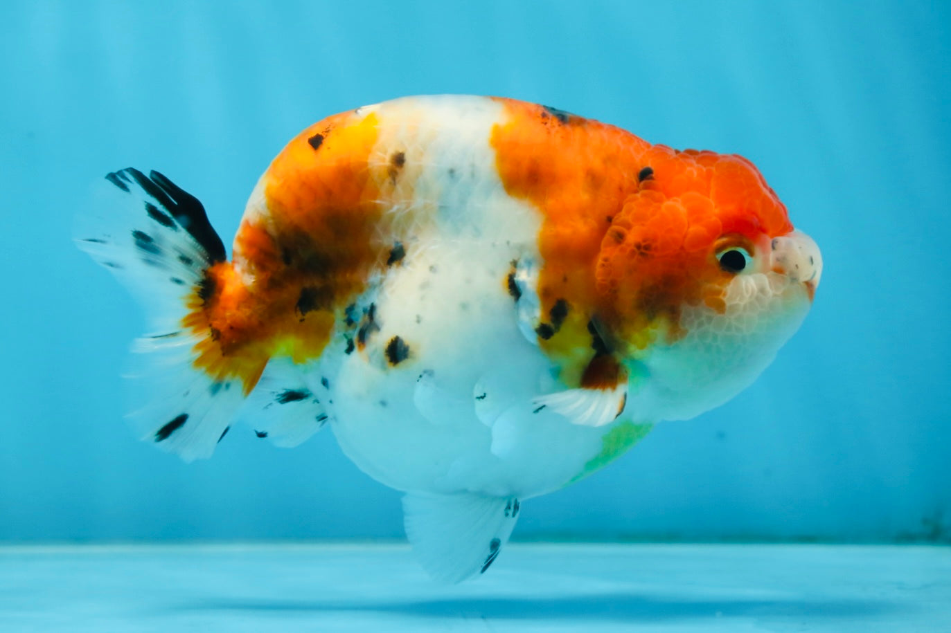 A Grade Freckled Chubby Calico LionKing 4.5 inches #062025LC_07