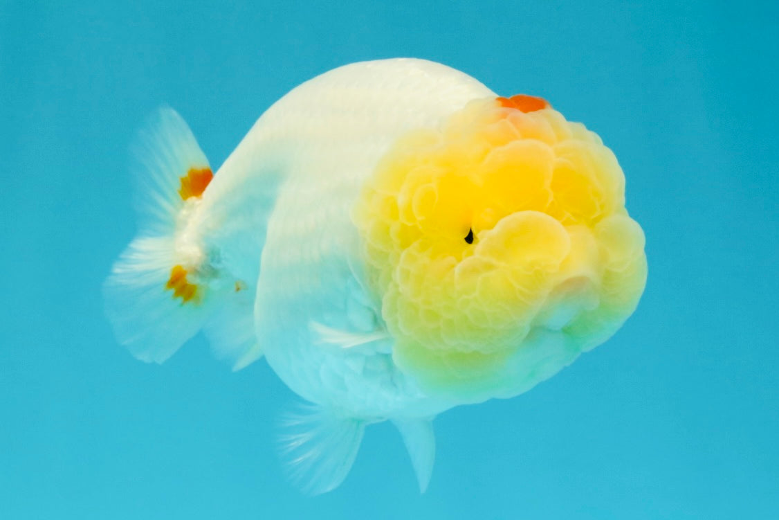 A Grade Red White LionQueen 4.5 inches #031326LC_07