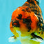 AAA Grade Tiger Yuanbao Male 4.5 inches #061926YB_37