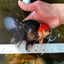 A Grade Tricolor Oranda Male 5.5 inches #081525OR_26