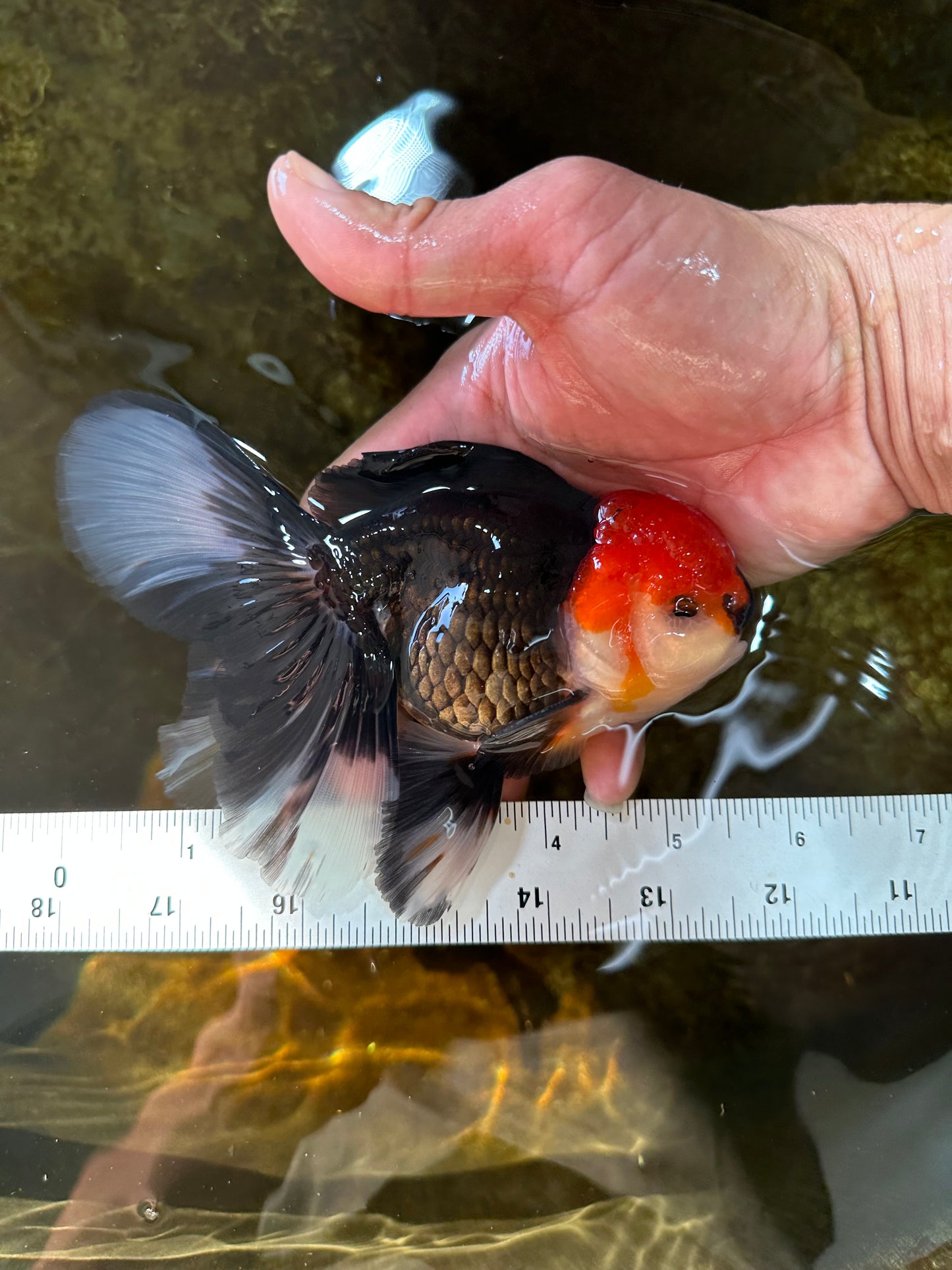 A Grade Tricolor Oranda Male 5.5 inches #081525OR_26