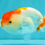 SUPER CUTE A Grade Red White LionQueen 4-4.5 inches #050826LC_14