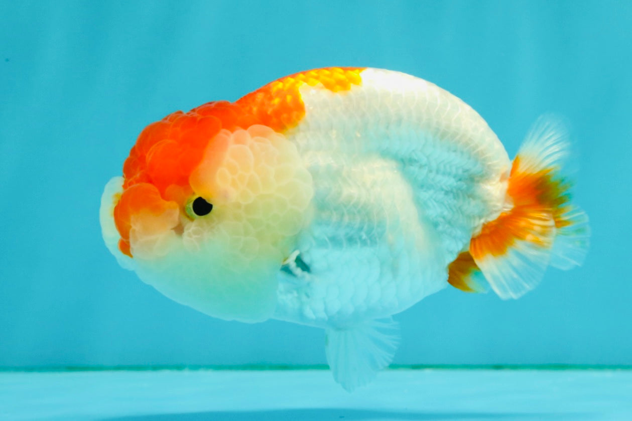 SUPER CUTE A Grade Red White LionQueen 4-4.5 inches #050826LC_14
