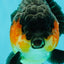 AAA Grade Apache Yuanbao Male 4.5-5 inches #072426YB_24