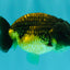 Apache Lionchu Female 4.5 inches #081426LC_25