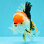 CHARLIE A Grade Tricolor Oranda Male 5.5 inches #032026OR_13
