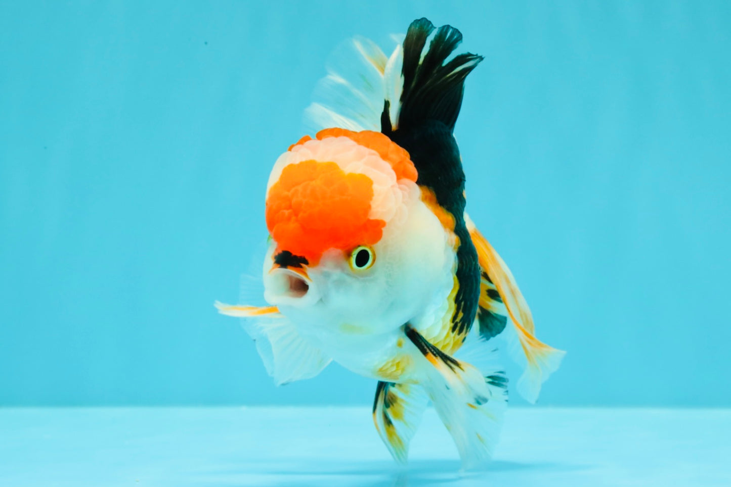 CHARLIE A Grade Tricolor Oranda Male 5.5 inches #032026OR_13