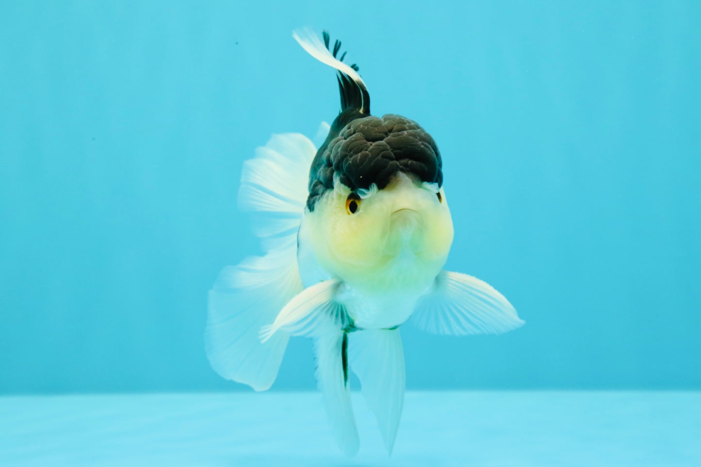Panda Oranda Male 5 inches #031326OR_29