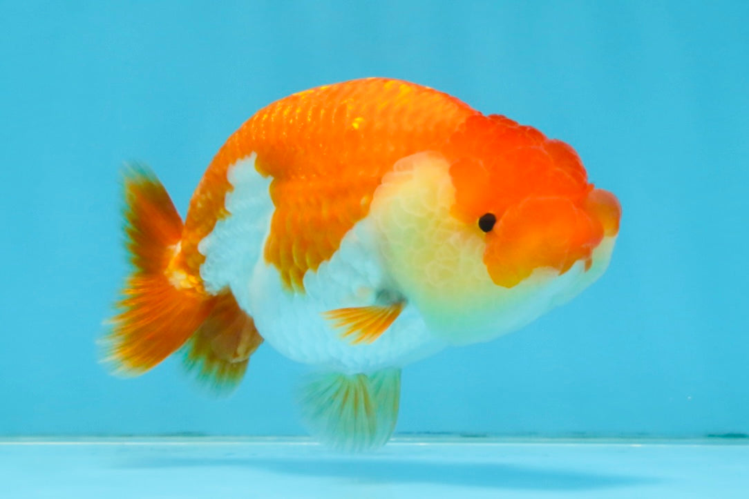 A Grade Red White LionQueen 4 inches #112125LC_06