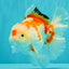 SPECIAL A Grade Red White Oranda Male 6-6.5 inches #051526OR_02
