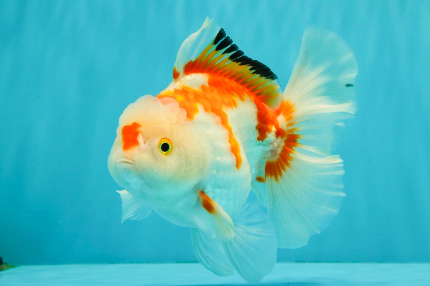 SPECIAL A Grade Red White Oranda Male 6-6.5 inches #051526OR_02