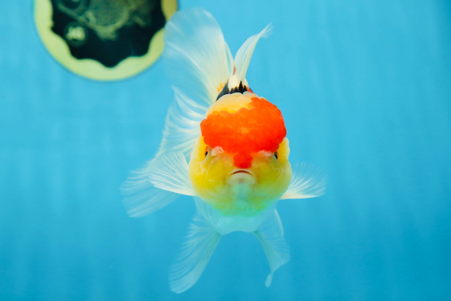 A Grade Chubby Cheeks Tricolor Oranda Female 5.5 inches #081525OR_16