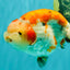 SPECIAL A Grade Kohaku Diamond Scale Sakura Ranchu Female 5.5-6 inches #100926RC_33