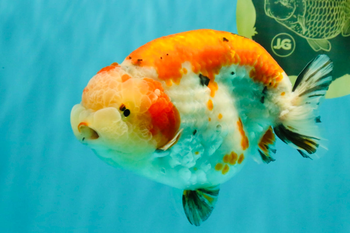 SPECIAL A Grade Kohaku Diamond Scale Sakura Ranchu Female 5.5-6 inches #100926RC_33