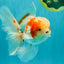 A  Grade Kohaku Red White Oranda Male 5.5-6 inches #082126OR_06