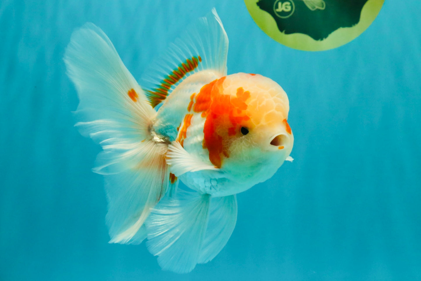 A  Grade Kohaku Red White Oranda Male 5.5-6 inches #082126OR_06