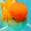 A Grade Red White Oranda Male 5.5 inches #081426OR_08