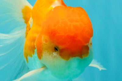 A Grade Red White Oranda Male 5.5 inches #081426OR_08