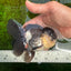 A Grade Panda Oranda Male 4.5-5 inches #1004OR_37