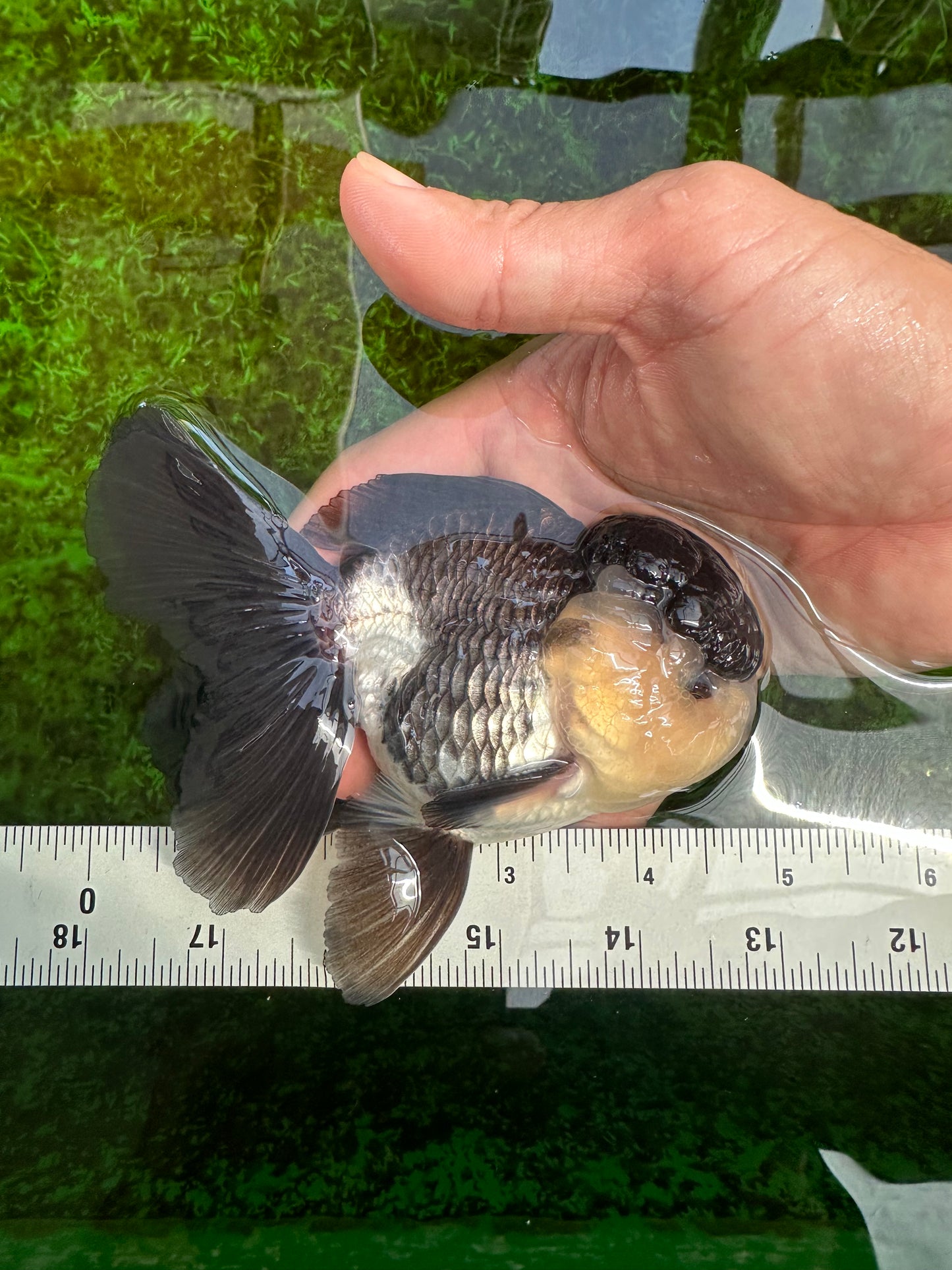 A Grade Panda Oranda Male 4.5-5 inches #1004OR_37