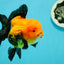 A Grade Grumpy Apache (Black Orange) Oranda Female 5 inches #110824OR_02