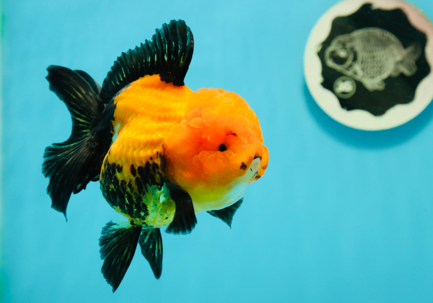 A Grade Grumpy Apache (Black Orange) Oranda Female 5 inches #110824OR_02