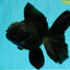 TOOTHLESS A Grade Black Oranda Female 5.5-6 inches #101626OR_15