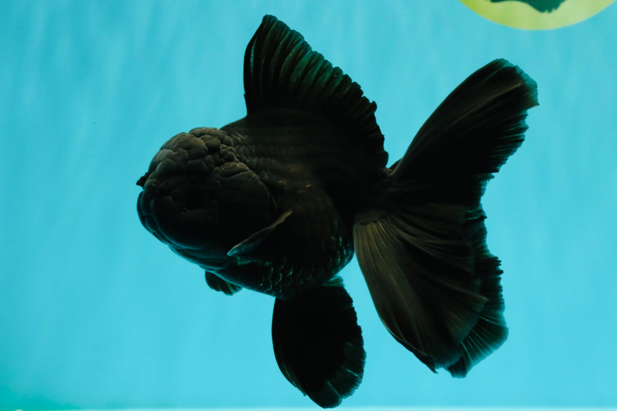 TOOTHLESS A Grade Black Oranda Female 5.5-6 inches #101626OR_15