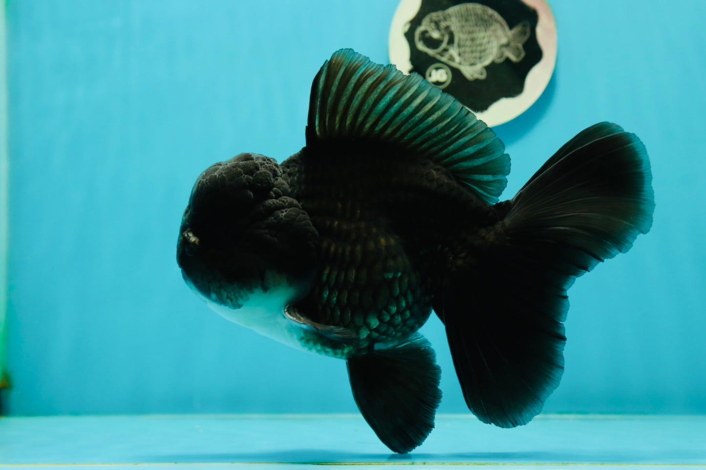 AAA Grade Black Phantom Oranda Male 6.5 inches #110124OR_01