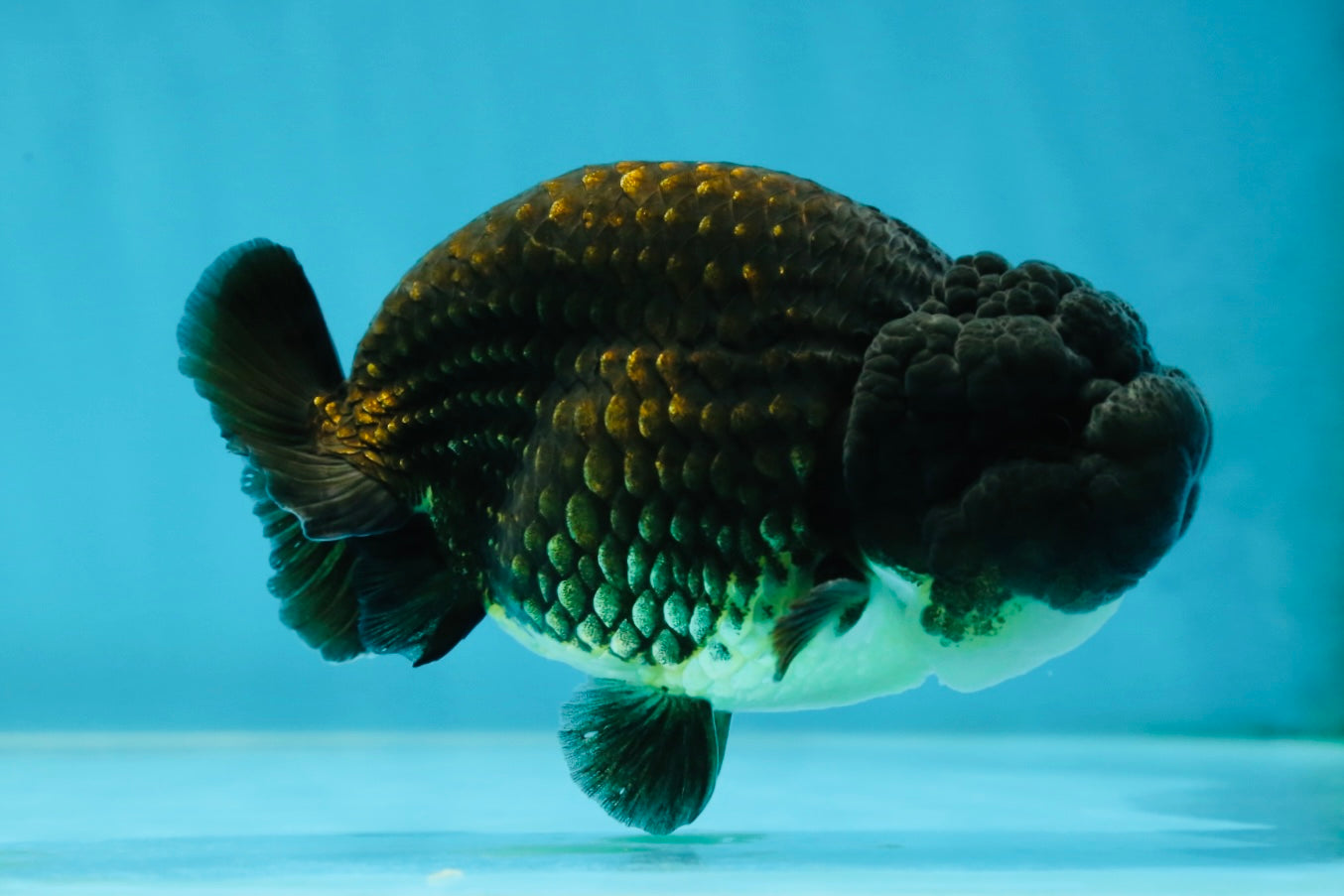 A Grade Black LionKing 4.5 inches #052325LC_19