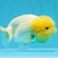 Super Big Wen Lemonhead Lionchu Female 4.5 inches #0726LC_41